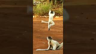 Download lagu prei sesok prei sesok prei.................... mp3