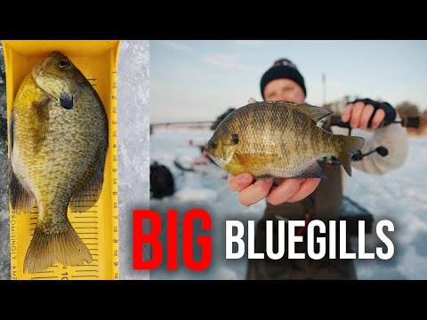 Run-and-Gun Ice Fishing for GIANT Bluegills!