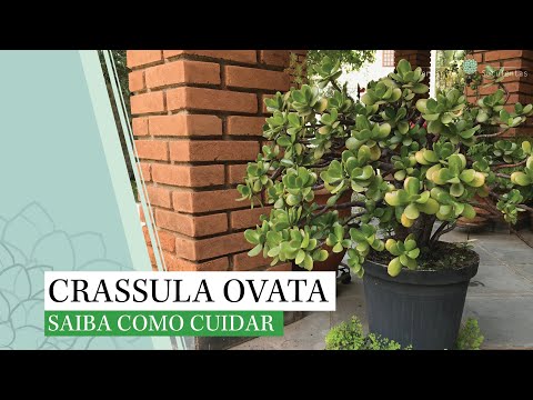, title : 'Crassula Ovata - SUPER FÁCIL DE CUIDAR!!'