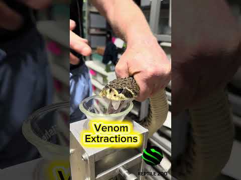 Eastern Diamondback rattlesnakes venom extractions #science #rattlesnake