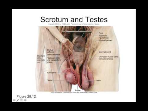 Chapter 28 Reproductive System Part4