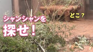 2019/1/143これが上野動物園´艸`シャンシャンを探せ!