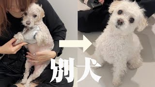 【3年ぶり】おうちシャンプーで性格も見た目も180度変わっちゃう愛犬が可愛すぎたww【オススメ美容品】
