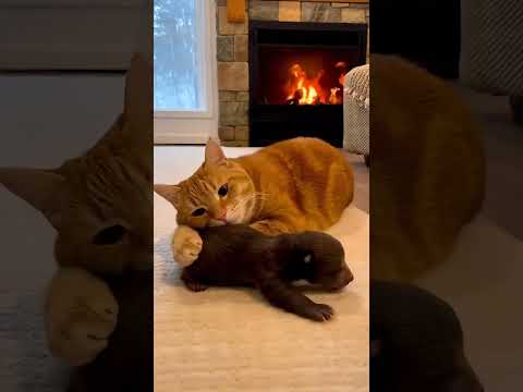 Cat became a mother to a bear cub 🐱🐻#shorts #resuce #wildliferescue  #emotional