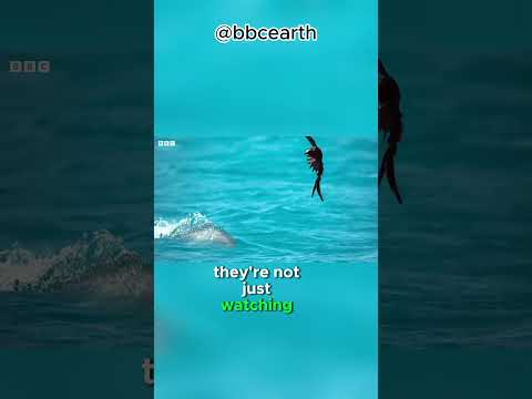 le poisson mange les oiseaux