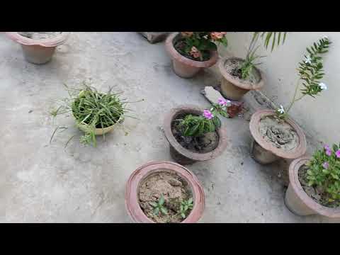 Sandy's favourite game #shorts #animals #dogs #gsd / Kritika and animals