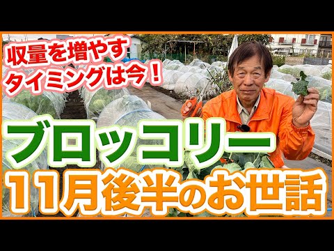 , title : '家庭菜園や農園のブロッコリー栽培で収穫量を増やすのは今！11月後半に収量を増やすお世話のコツを徹底解説！/Broccoli Growing Tips from a Japanese Farmer.'