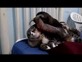 Sloth and cat / Gato com preguiça / Sloth Prince and ...