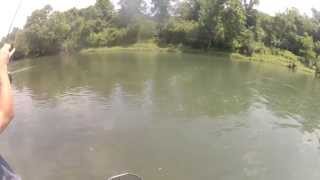 preview picture of video 'Striper Chasing 17 Rainbow Trout on The Clinch River, TN'