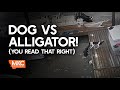 DOG vs. ALLIGATOR