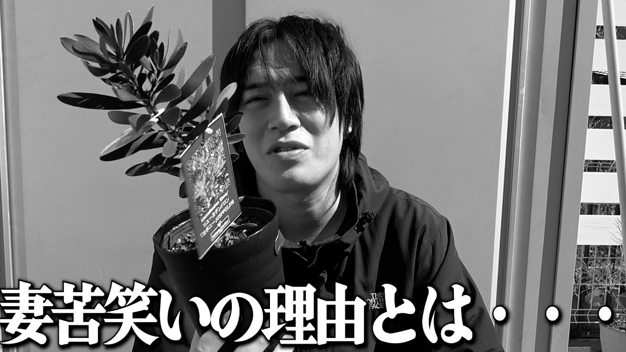 買ってきた植物の値段を妻に報告した結果「・・・」【ガーデニング】【園芸】【園芸初心者】【じゅんぺい君】