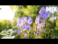 Beautiful Relaxing Music Vol 1 Light Piano Guitar Flute Music With Birds Singing