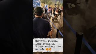 Carnival Firenze Long Beach 3 dogs working the crowd  #carnivalfirenze #cruiseship #carnivalcruise