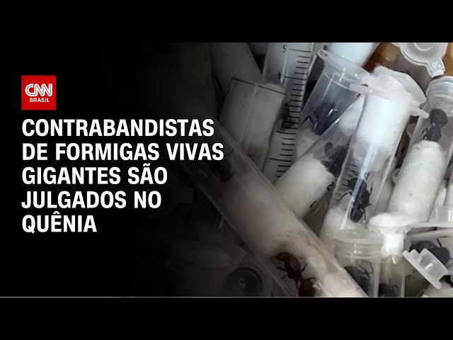 Contrabandistas de formigas são julgados no Quênia; insetos eram transportados vivos | CNN BRASIL