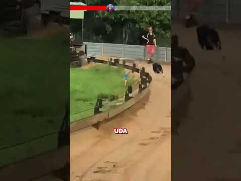 🐕 Kim jest najważniejszy człowiek na wyścigach psów?