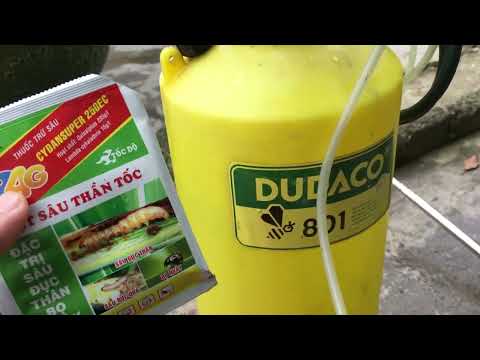 Xịt thuốc định kỳ cho cây mai vàng