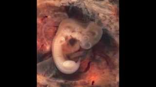 Feliz día Mamá - Cuento con tu corazón (Luis Fonsi)