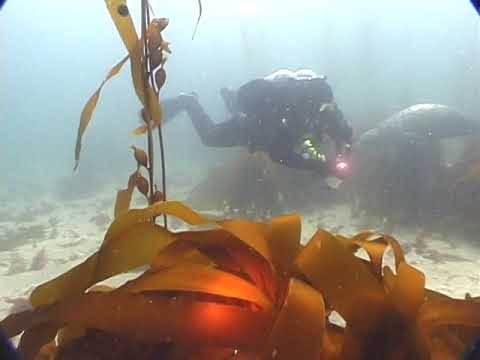 (5thD-X) Essentials Of Technical Diving (Line Introduction)