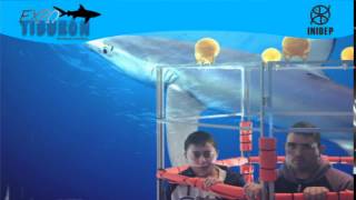 DIA 3 Expo Tiburon71