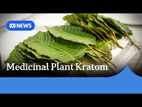 South-East Asian medicinal plant Kratom hailed as wonder drug in US | ABC News