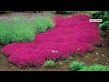 Roberta's 30-Piece Trample Me Flowering Thyme on QVC