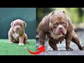 I M A Big Kid Now Baby Dogs And Cats Grow Up To Adults Furry Buddy