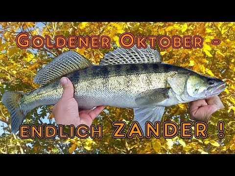 Goldener Oktober -  endlich Zander!