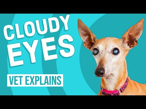 Cloudy Eyes in Dogs