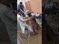 Cow Qurbani Funny Moments Viral Shorts