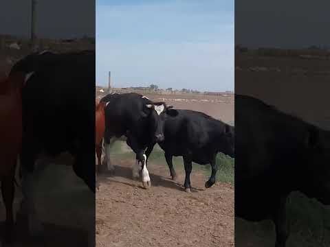 Casnem  - Gordos - 17 vaq - Peso prom 380 kg - Zona: Ordoñez,  Córdoba