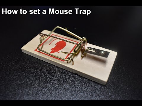 How to set a mouse trap - Classic wooden type
