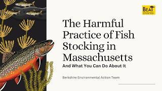 The Harmful Practice of Fish Stocking in Massachusetts and What You Can Do to Help (Webinar)