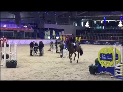 4 year old Gelding UT Majeur De Brecey (Diamant de Semilly)