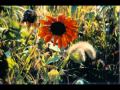 The tuberkuloited - lilleke rohus [ sõnadega ] 