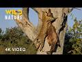 WILD KILIMANJARO Survival On The Africa S Rooftop Animal Documentary