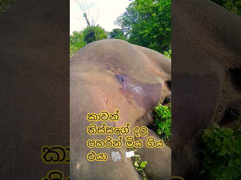 කාවන්තිස්සගේ හපන් කම් 🐘🏳️#subscribe  කරමු අලින්ට අදරේ අය 🐘🏳️😔