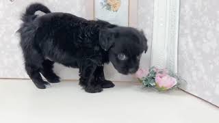 ハーフ犬の動画01