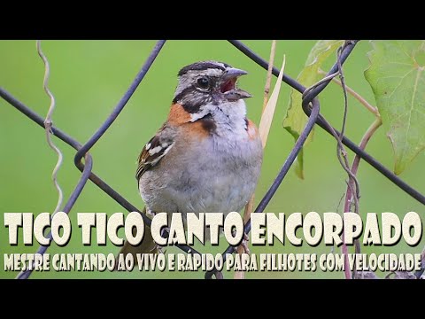 Rufous-collared Sparrow master singing live in the wild for teaching puppies fast !!