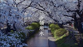 Nikaryo Yousui Cherry Blossoms video preview