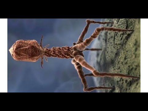 The Secret Life of Viruses