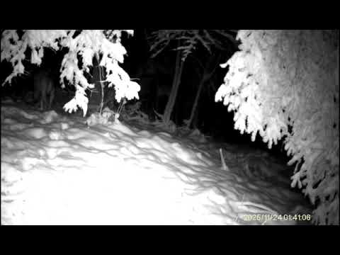 Vuk u okolici Olova – pogledajte šta se dešava u šumi!