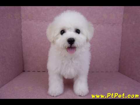 07/22比熊犬母幼犬(桃園中壢)