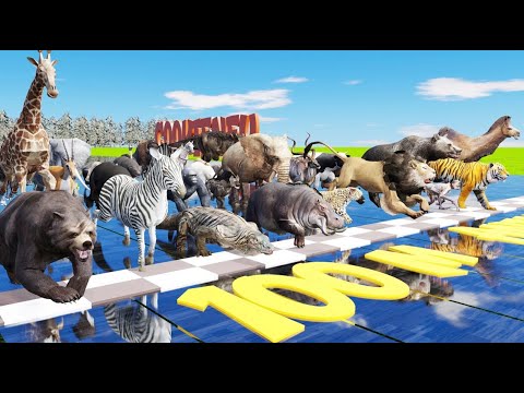The Great Animal Race 40 Majestic Wild Creatures Compete for Victory!
