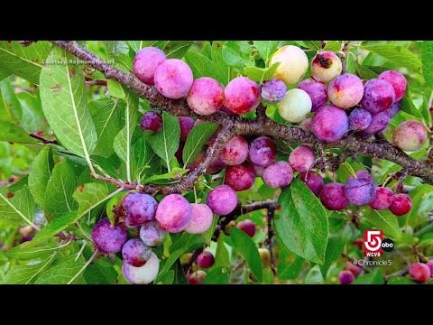 Learn how to make fresh fruit jams and jellies on Cape Cod