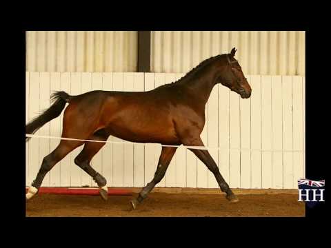 Glocks London x Sandro Boy Stallion Born 2015