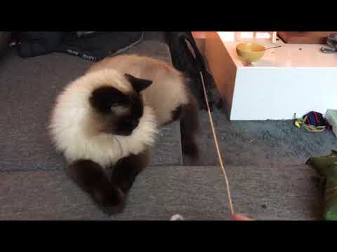 Ragdoll cat vs Mainecoon cat play 😂 see the difference