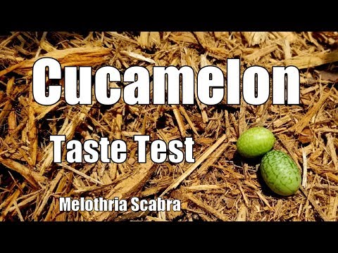Cucamelon Taste Test