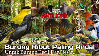 Download lagu Suara Pikat Burung Srigunting Kombinasi Kepodang Burcil Ribut. PALING ANDAL.. mp3 Download lagu Suara Pikat Burung Srigunting Kombinasi Kepodang Burcil Ribut. PALING ANDAL.. mp3