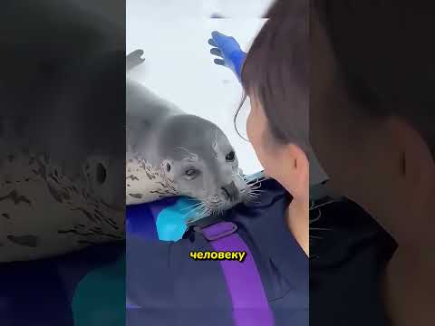 Почему тюлени так доверчивы к человеку #seal #wildlife