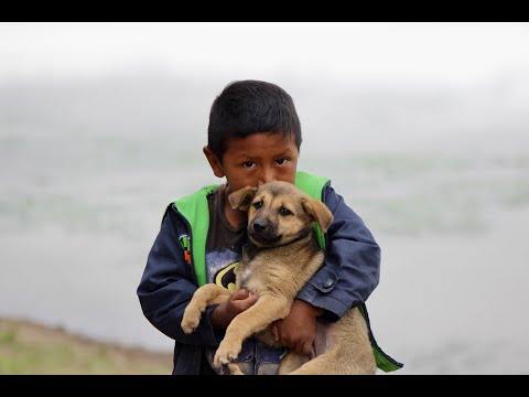 Brighter future for 275 dogs of Guatemalan dump